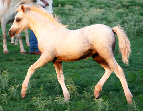 Heavenly Aramathea, Palomino Welsh Pony Filly