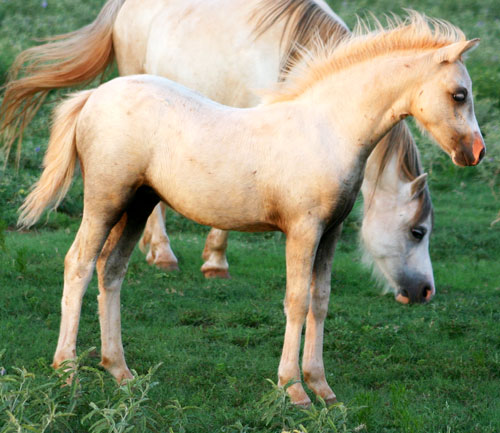Heavenly Aramathea Welsh Pony Filly