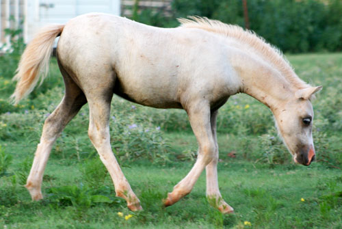 Welsh Pony Filly Foal