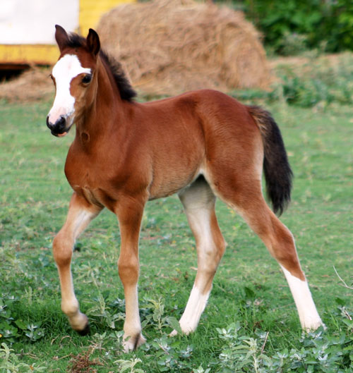 Heavenly East of Eden Section C Welsh Cob Filly