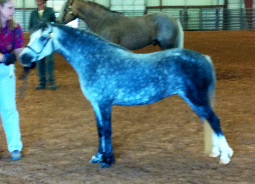 Heavenly Esther Champio Welsh Mountain Pony Mare