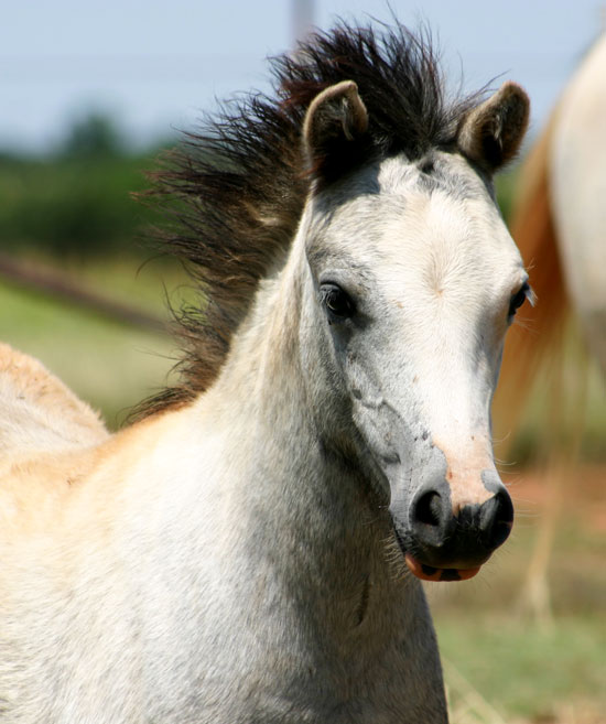 Heavenly Filly For Sale