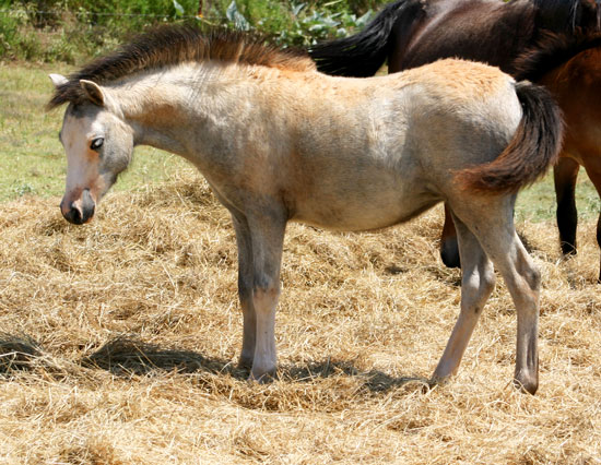Welsh Pony Filly