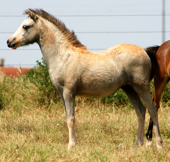 Welsh Filly For Sale