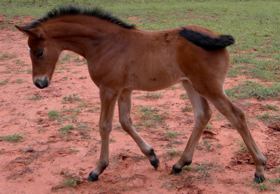 Irish Independance as a foal